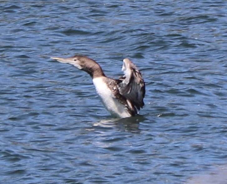 Yellow-billed Loon - ML620081513