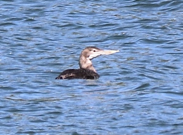 Yellow-billed Loon - ML620081514