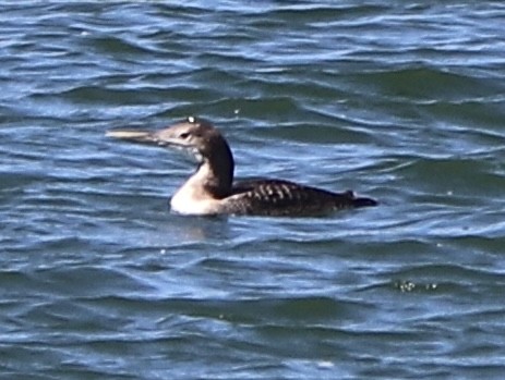 Yellow-billed Loon - ML620081515