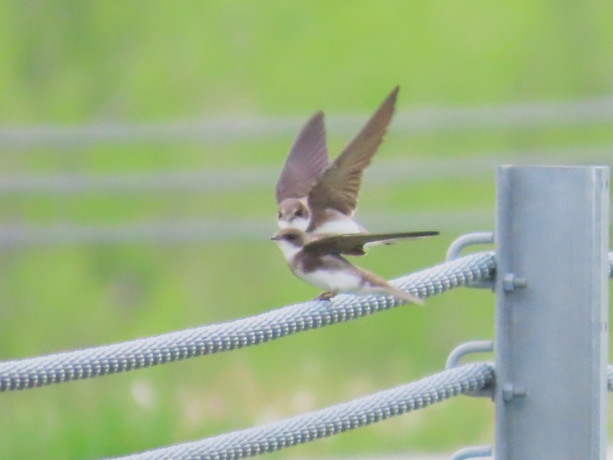 Bank Swallow - ML620081519