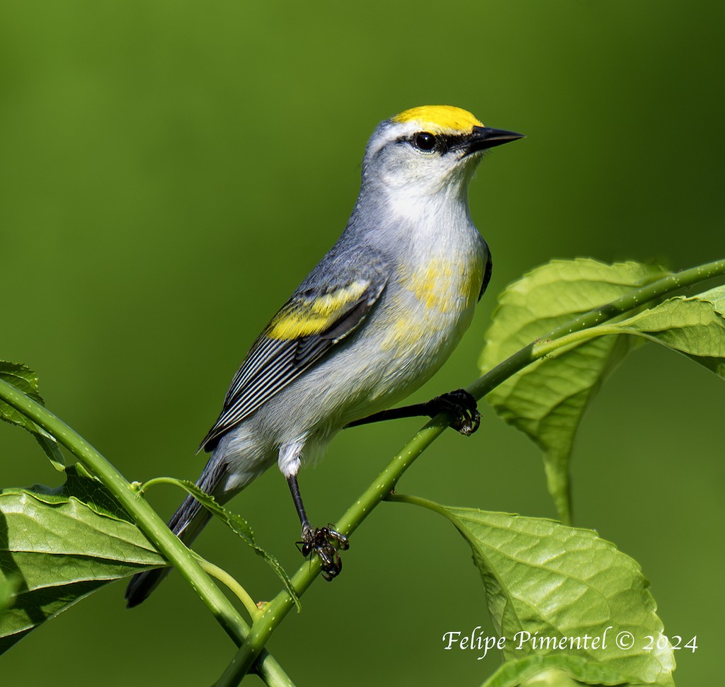 Goldflügel- x Blauflügel-Waldsänger (F1-Hybrid) - ML620081533