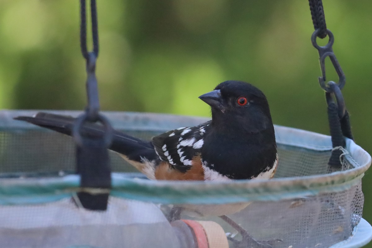 Spotted Towhee - ML620081535