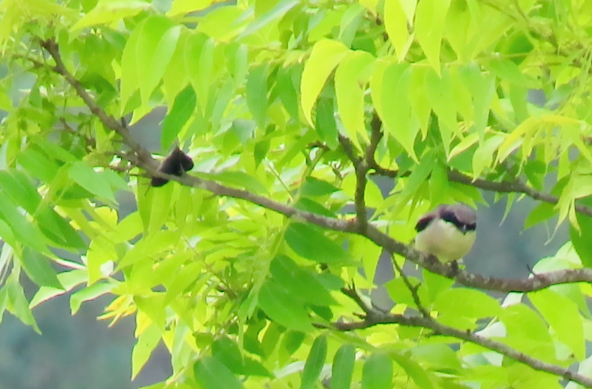 Loggerhead Shrike - ML620081544