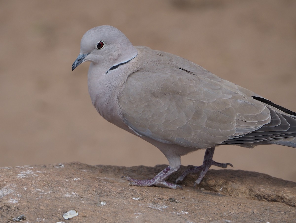 Eurasian Collared-Dove - ML620081559