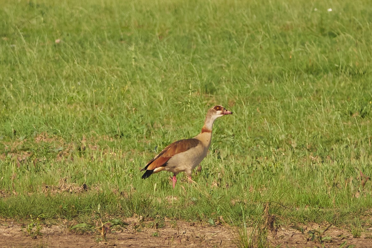 Egyptian Goose - ML620081579