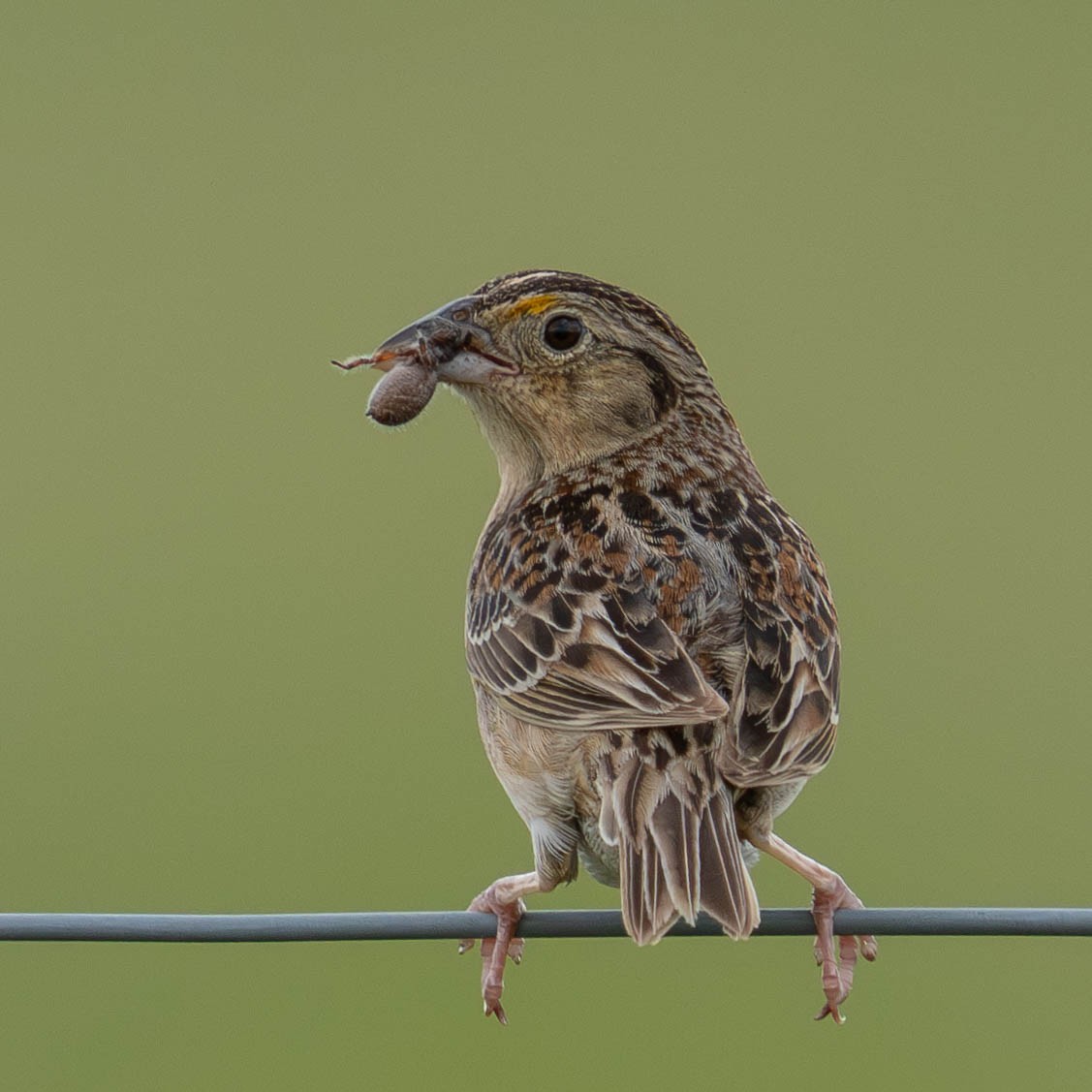 Grasshopper Sparrow - ML620081583