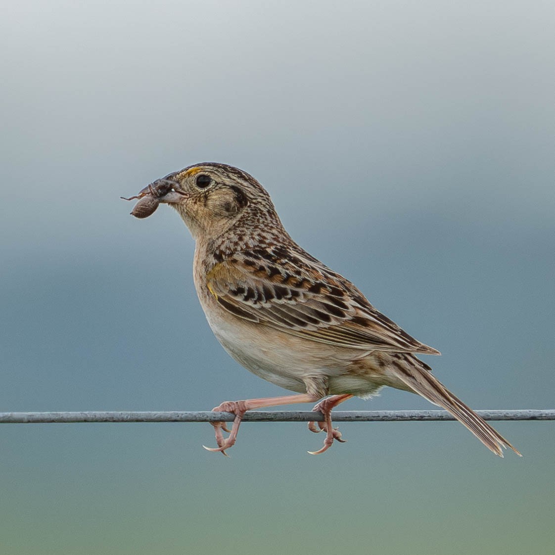 Grasshopper Sparrow - ML620081584