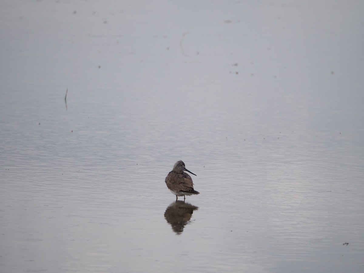 Greater Yellowlegs - ML620081592