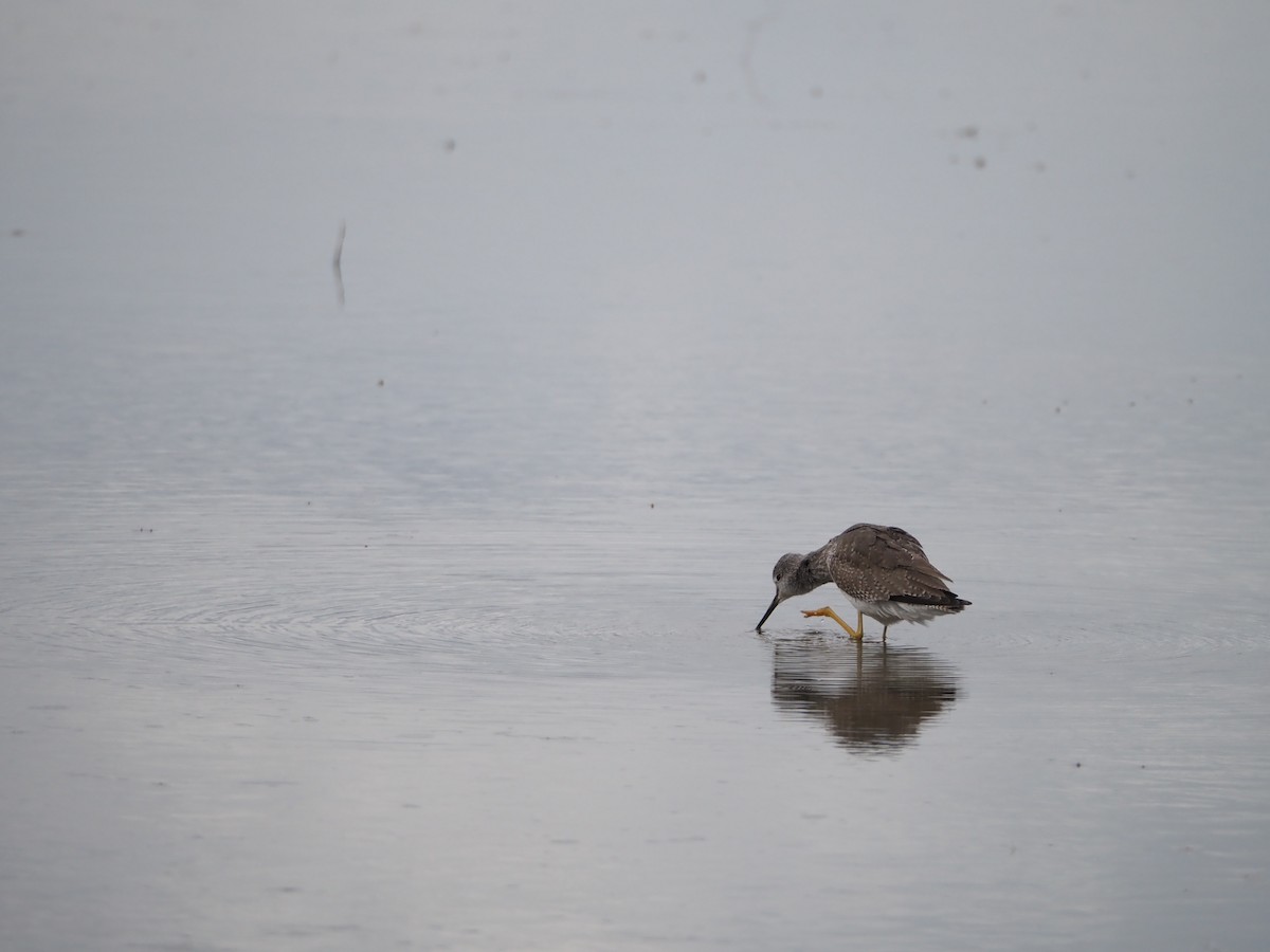 Greater Yellowlegs - ML620081593