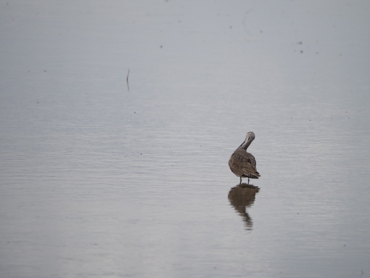 Greater Yellowlegs - ML620081594