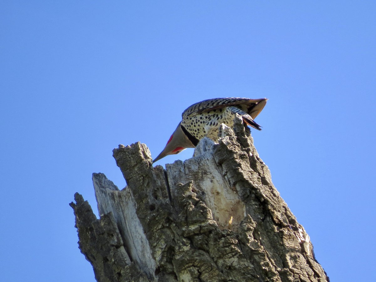 Northern Flicker (Yellow-shafted x Red-shafted) - ML620081615