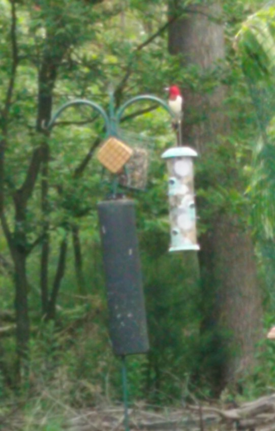 Red-headed Woodpecker - ML620081634