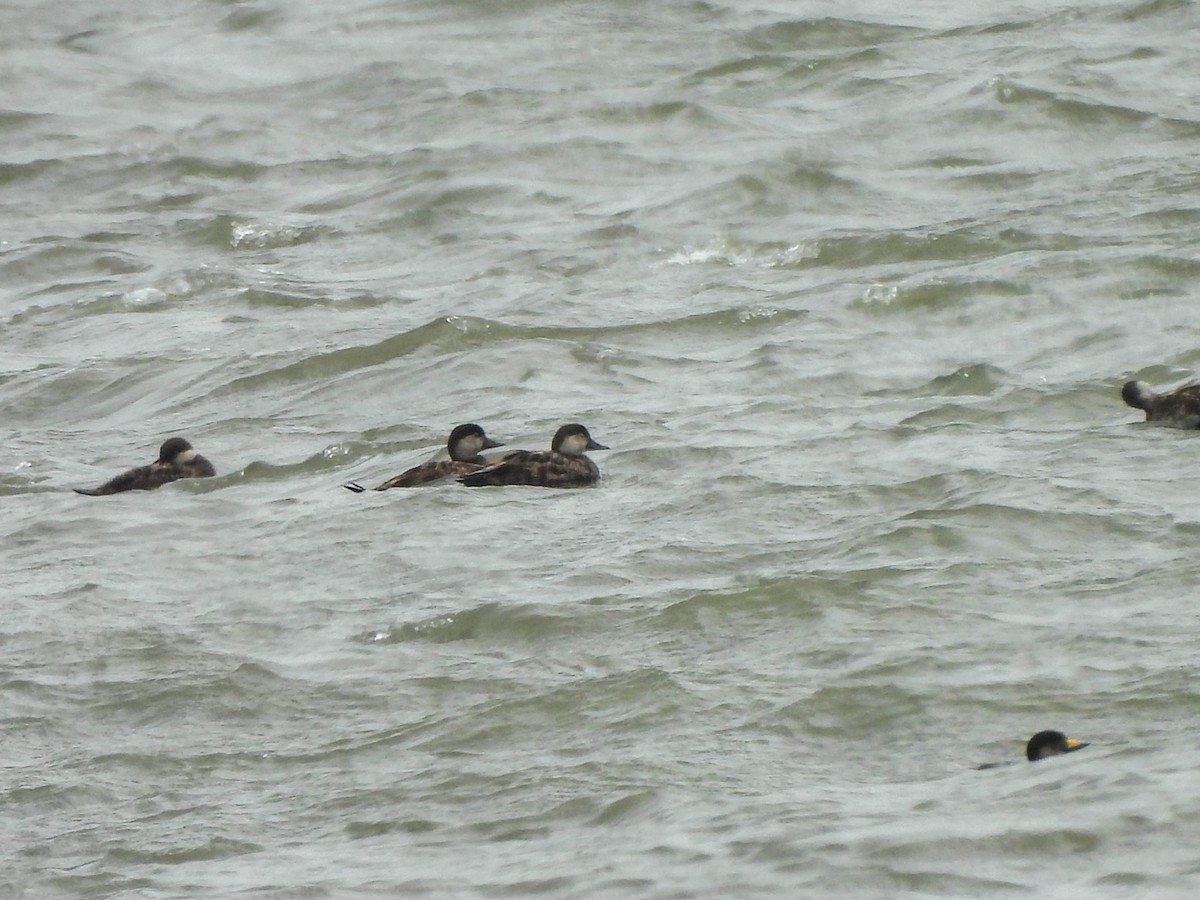 Black Scoter - ML620081641