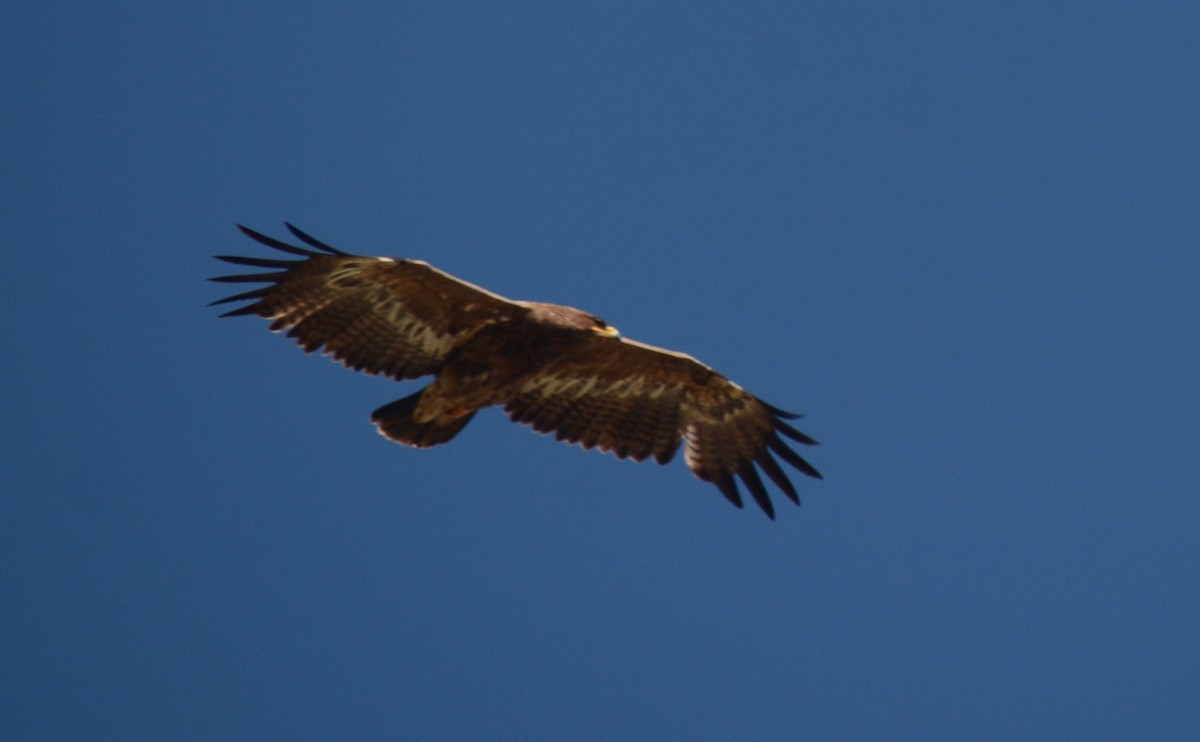 Águila Esteparia - ML620081667