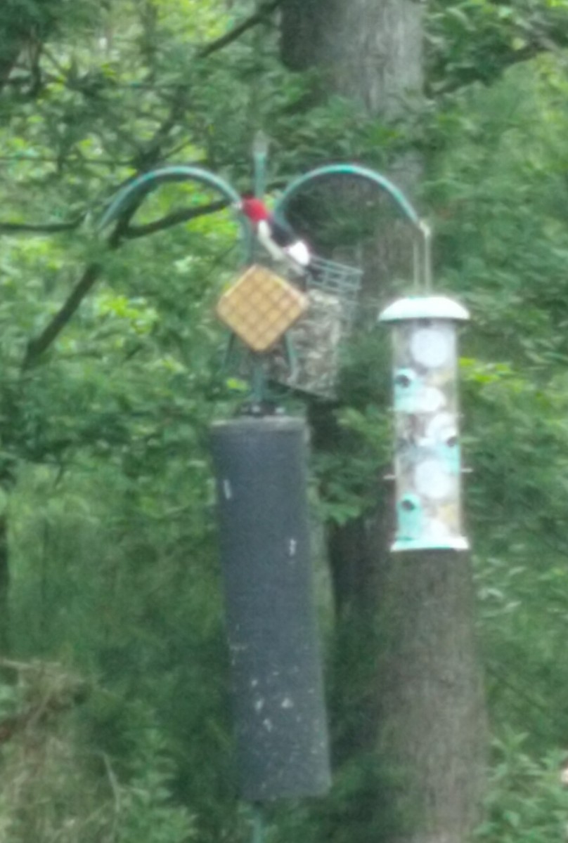 Red-headed Woodpecker - ML620081696