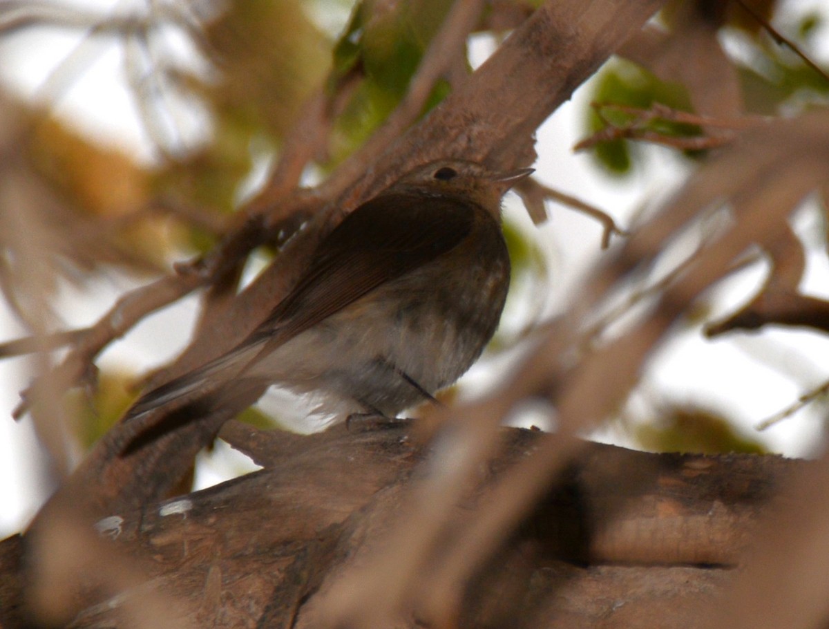 tanımsız Passeriformes sp. - ML620081716