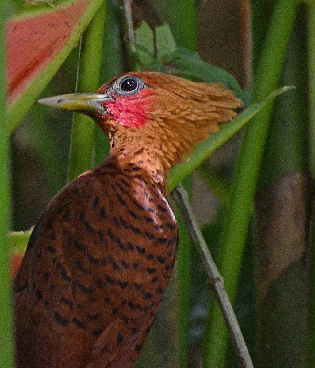 Chestnut-colored Woodpecker - ML620081751