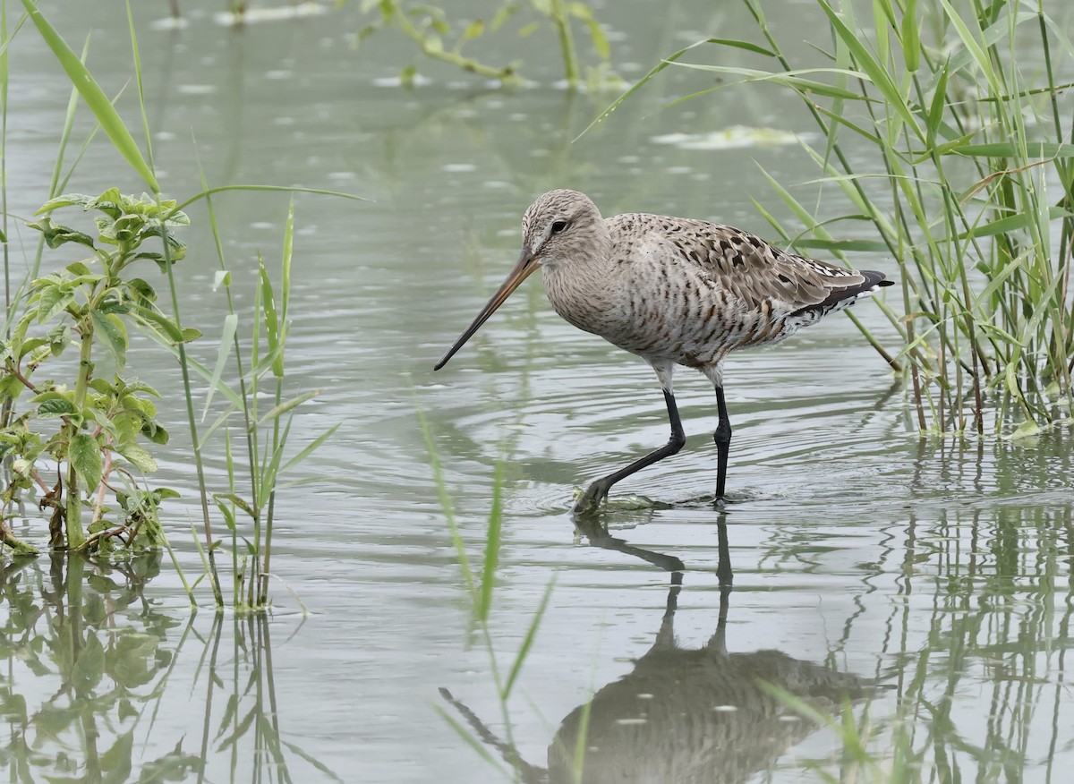 Hudsonian Godwit - ML620081763