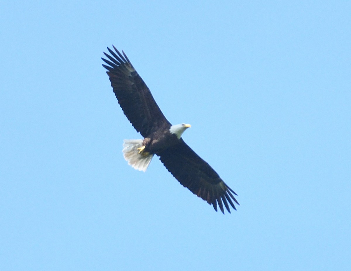 Bald Eagle - ML620081764