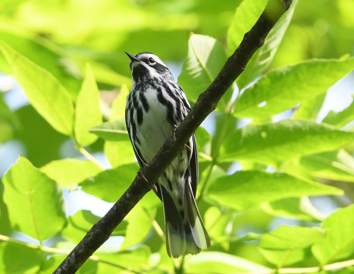 Black-and-white Warbler - ML620081766