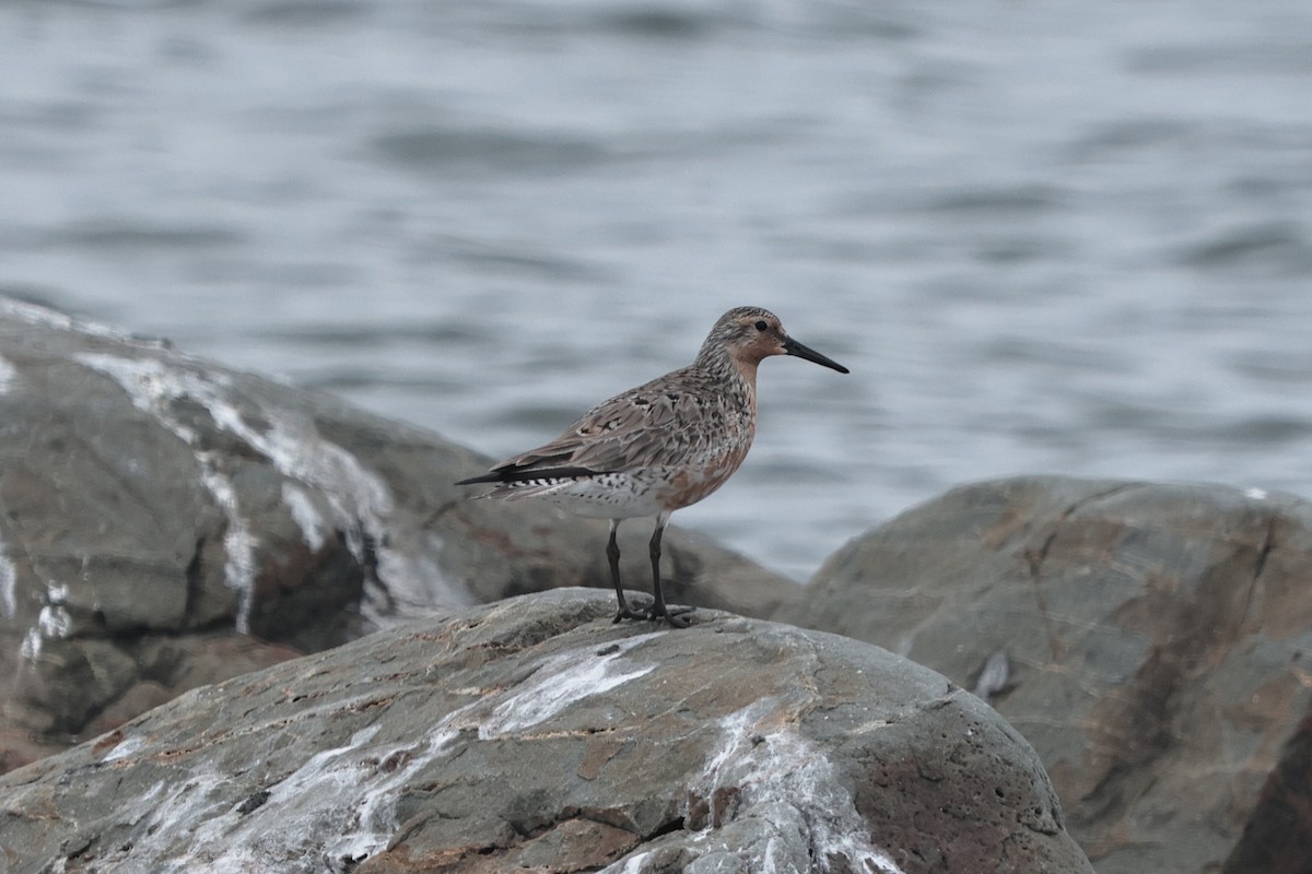 Red Knot - ML620081767