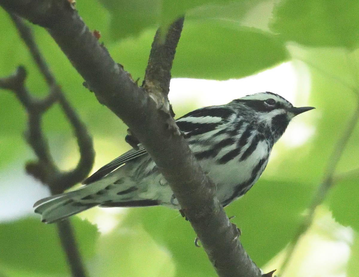 Black-and-white Warbler - ML620081774