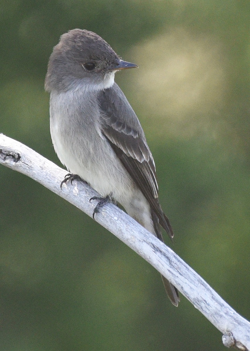 Blasskehl-Schnäppertyrann - ML620081781