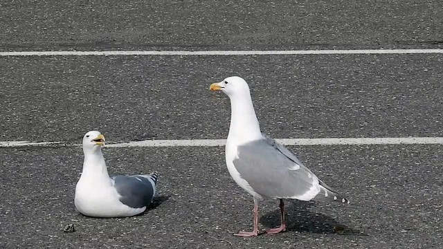 雑種 アメリカセグロカモメ x ワシカモメ - eBird