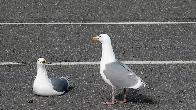 Herring x Glaucous-winged Gull (hybrid) - ML620081782