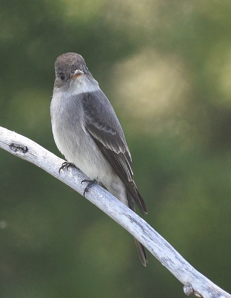 Western Wood-Pewee - ML620081784