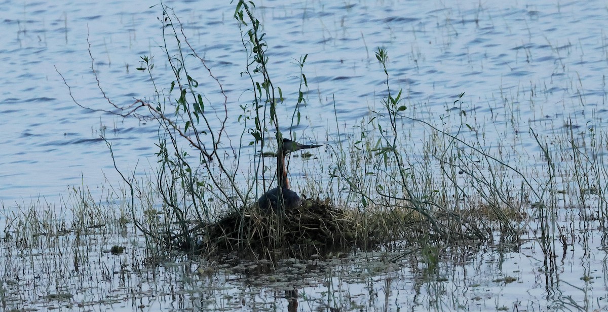 Great Grebe - ML620081785