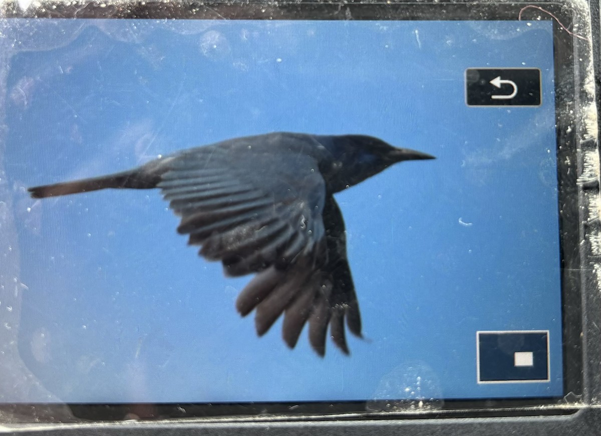 Pinyon Jay - ML620081793