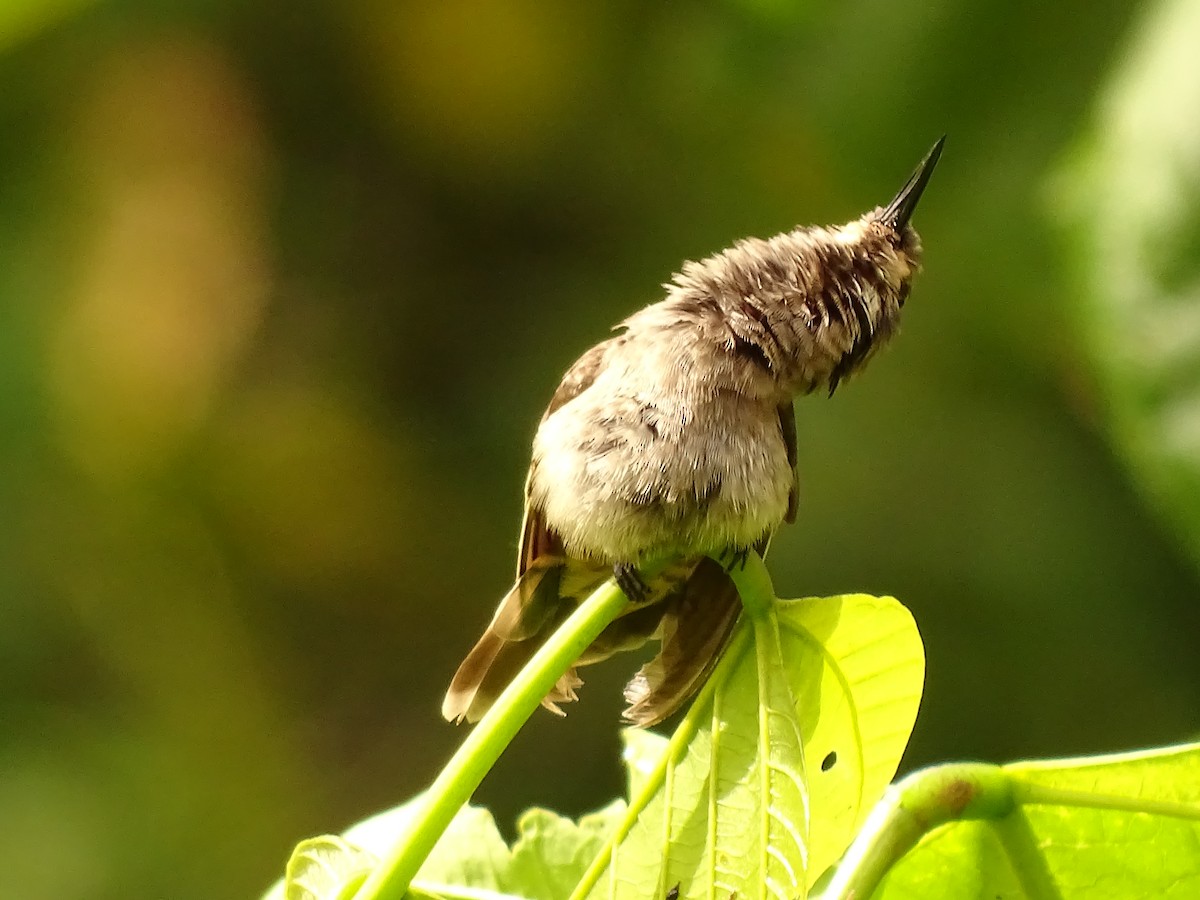 kolibřík fialovouchý - ML620081795