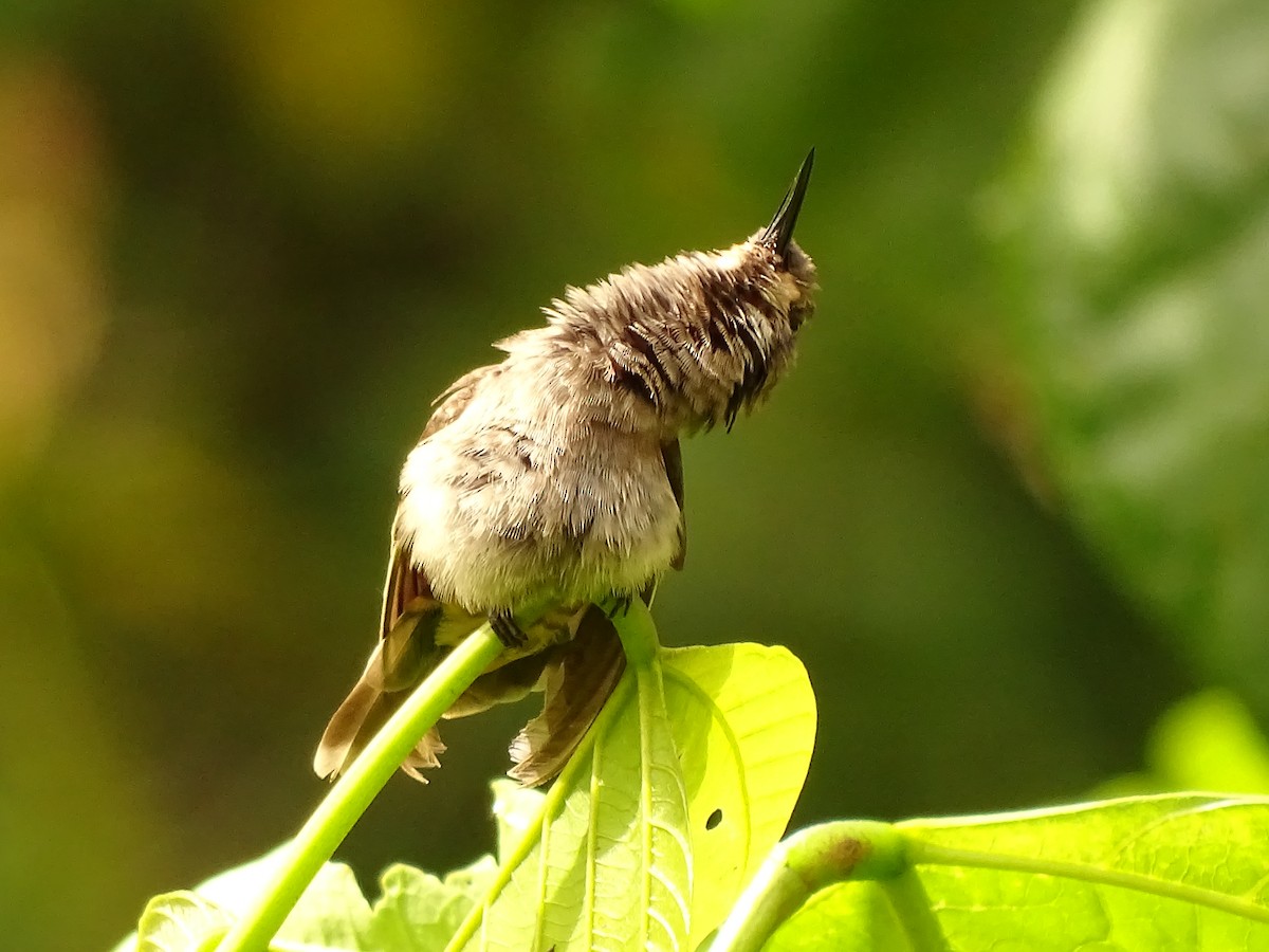 kolibřík fialovouchý - ML620081796