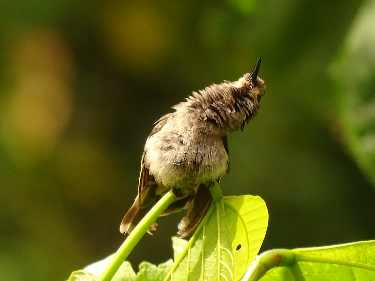 kolibřík fialovouchý - ML620081797