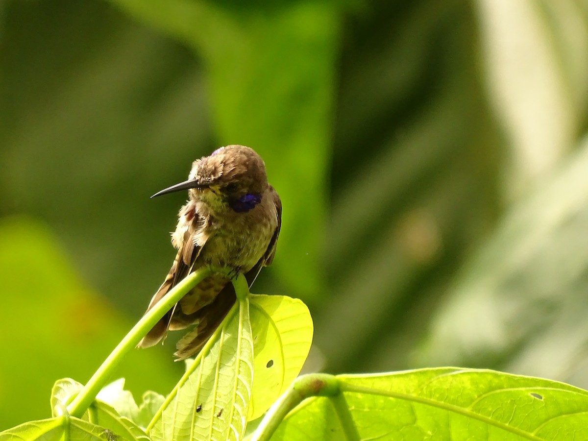 kolibřík fialovouchý - ML620081798