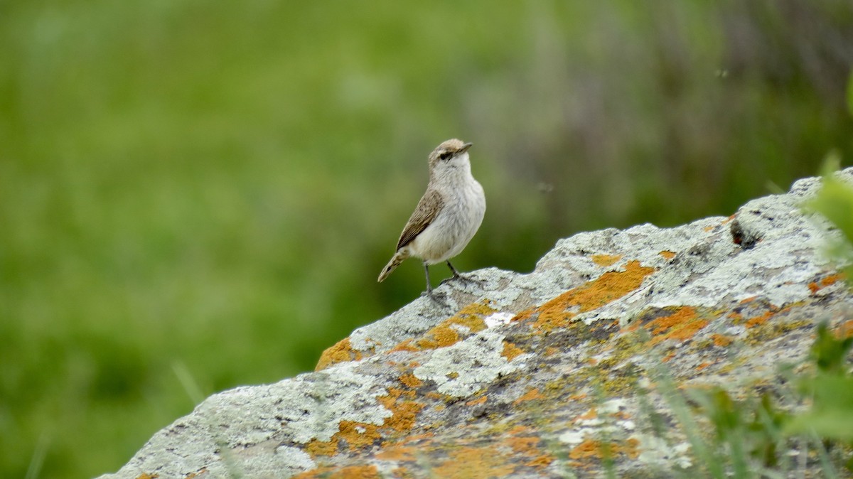 Rock Wren - ML620081799