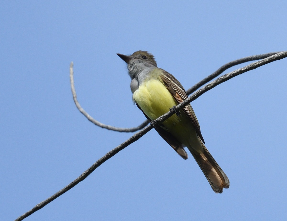 Great Crested Flycatcher - ML620081817