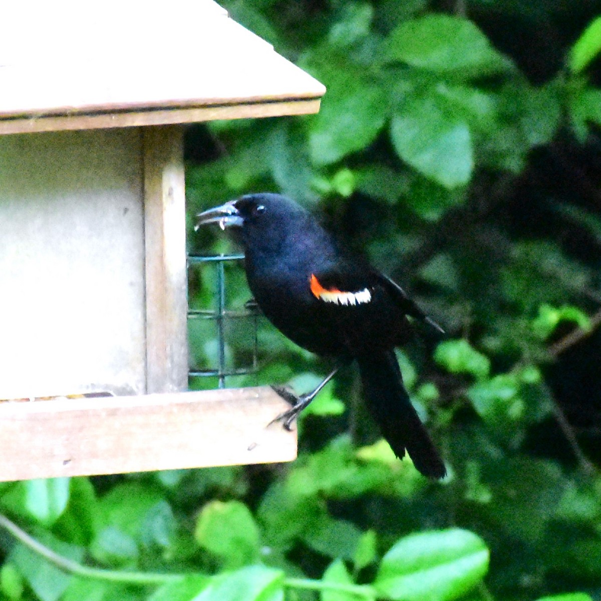 Red-winged Blackbird - ML620081828