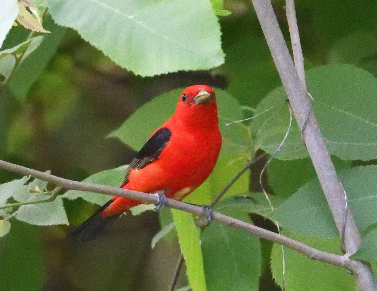 Scarlet Tanager - ML620081840