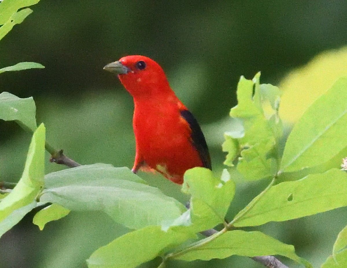 Scarlet Tanager - ML620081841