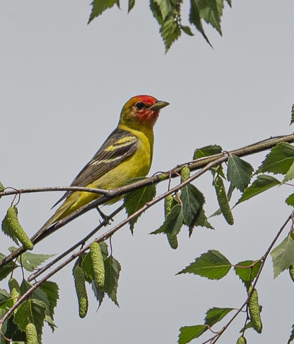 Western Tanager - ML620081842