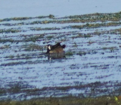 Blue-winged Teal - John McCallister