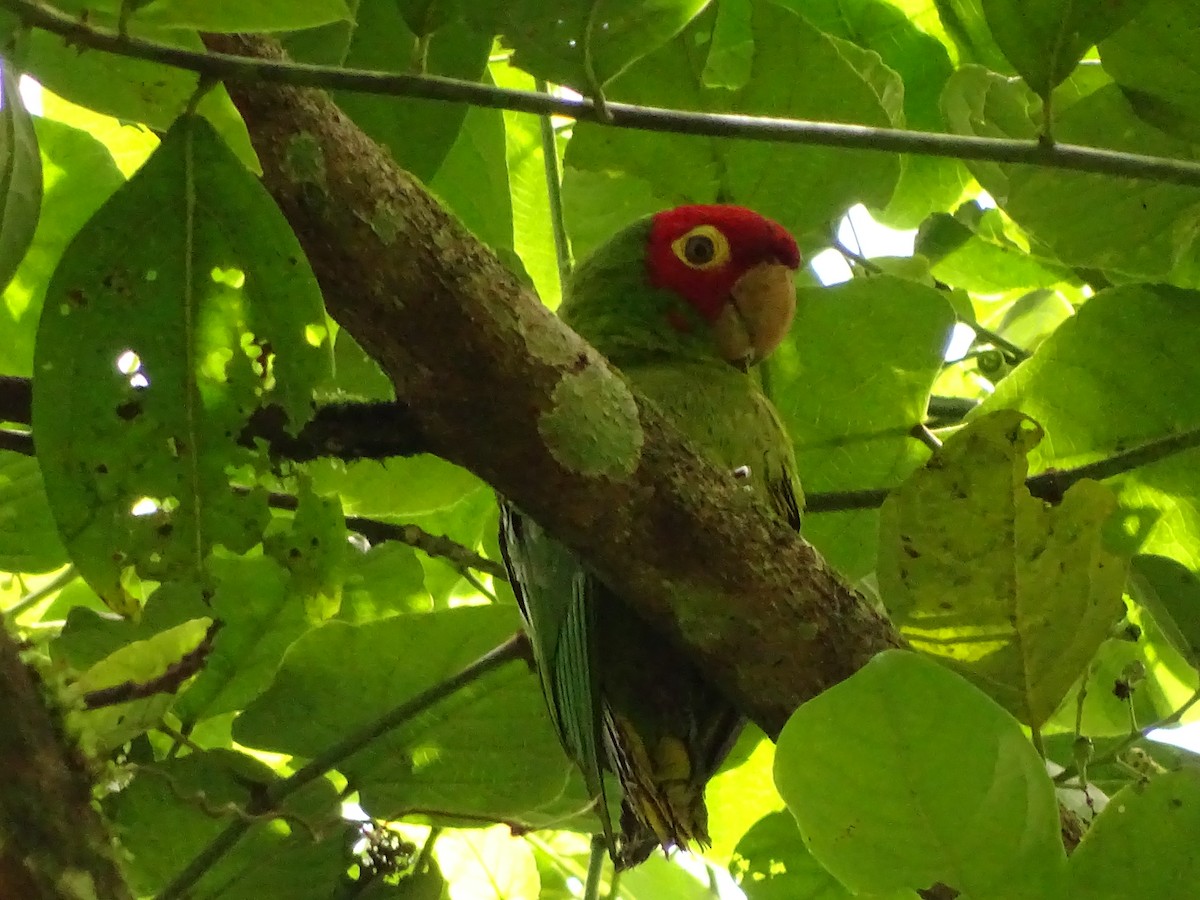 Guayaquil Papağanı - ML620081844