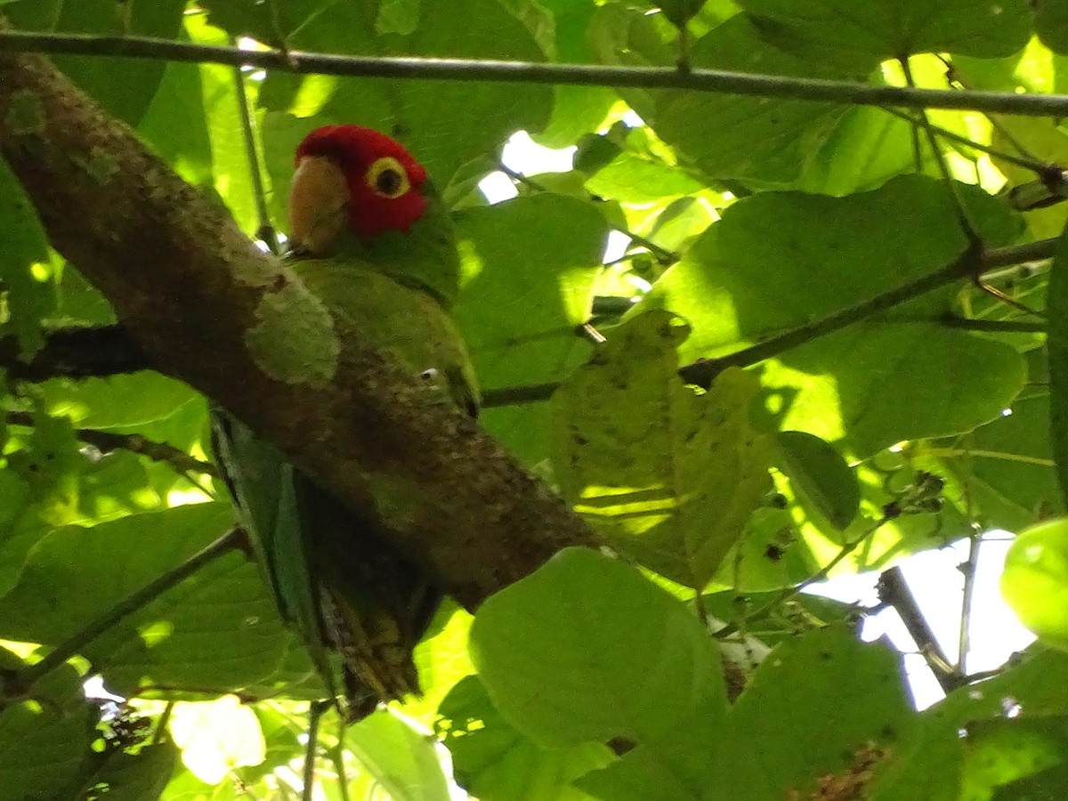 Red-masked Parakeet - ML620081847