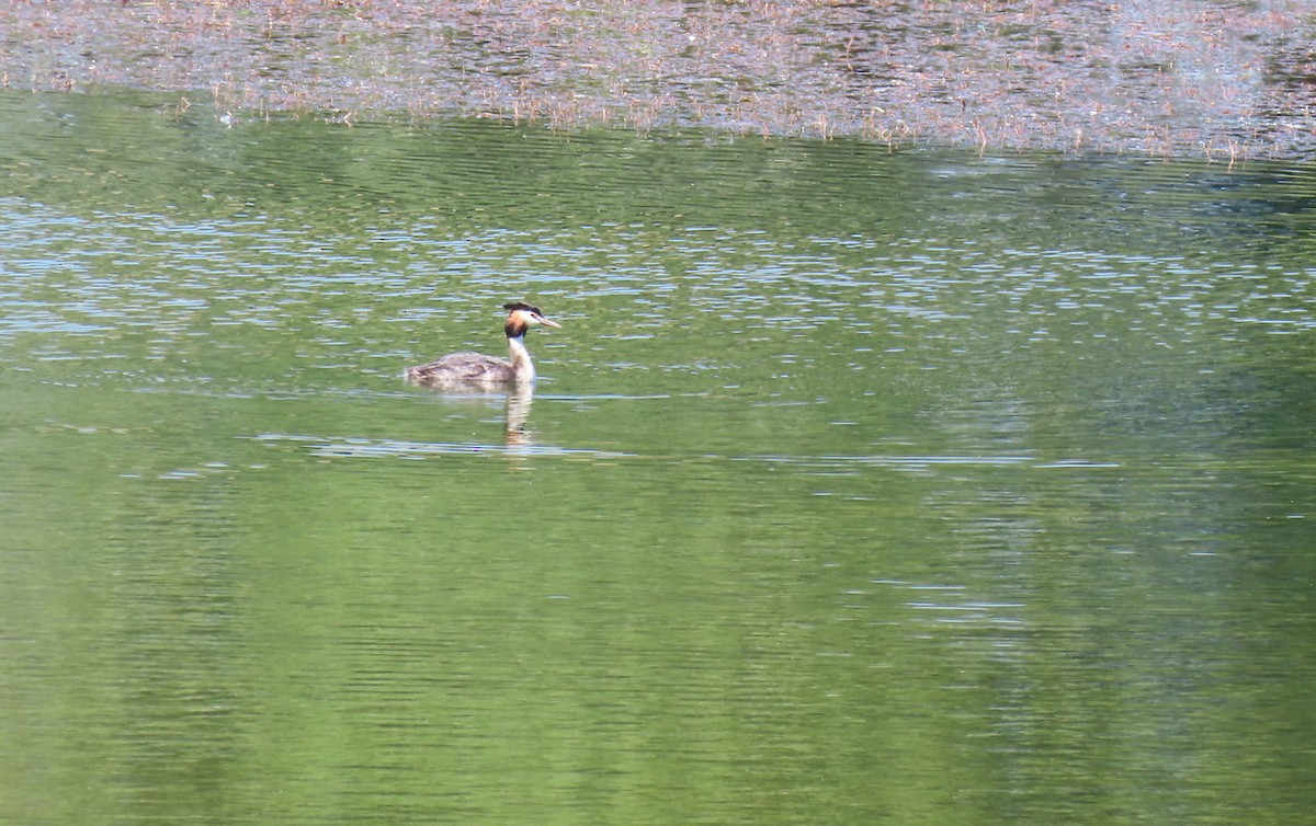Great Crested Grebe - ML620081857