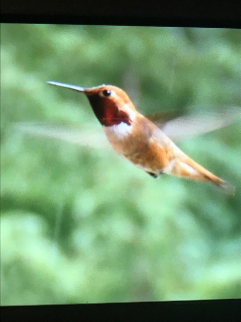 Rufous Hummingbird - ML620081866