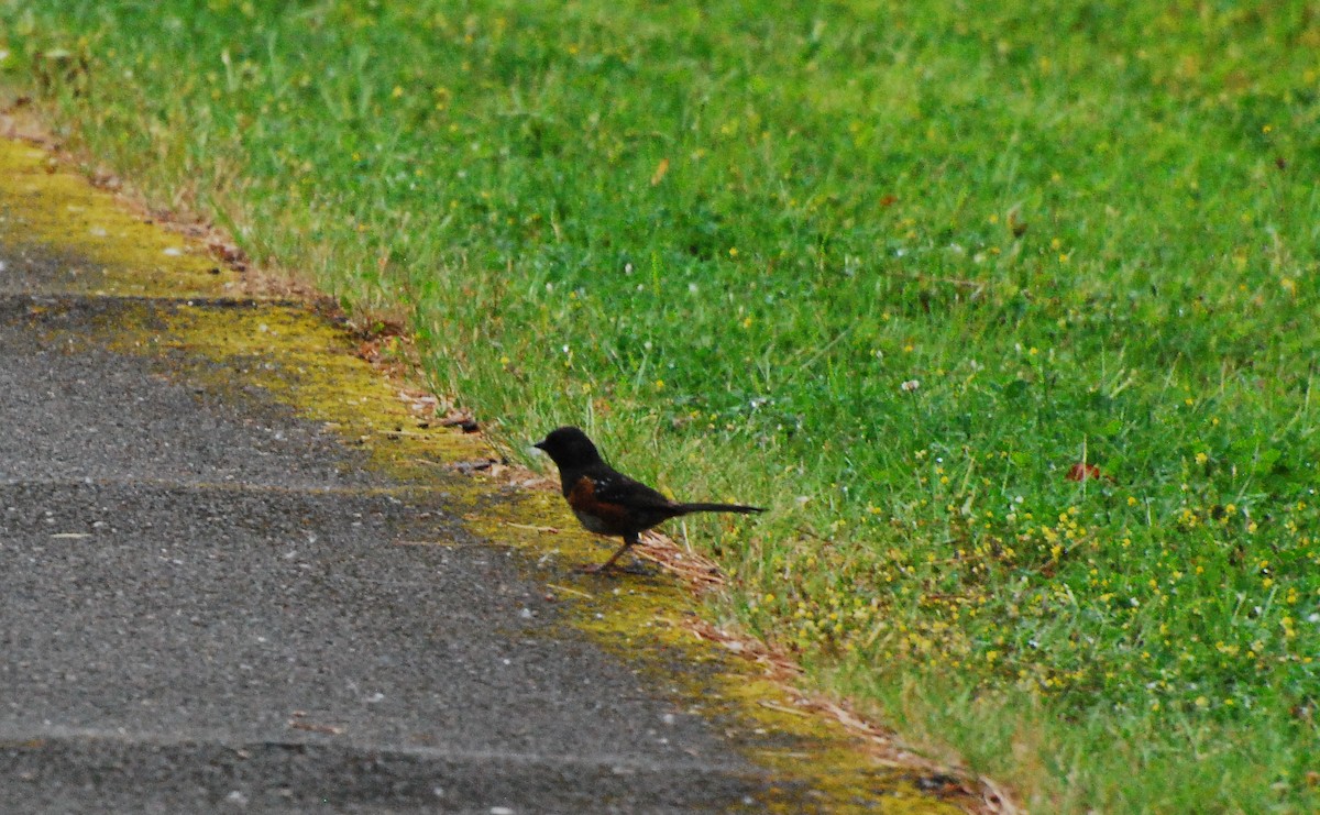 Spotted Towhee - ML620081874