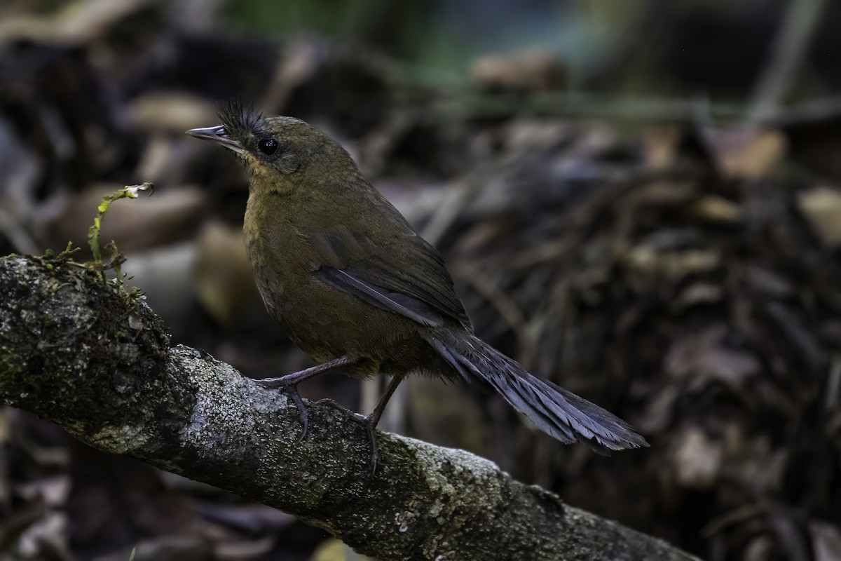 Braunbauchtapaculo - ML620081878