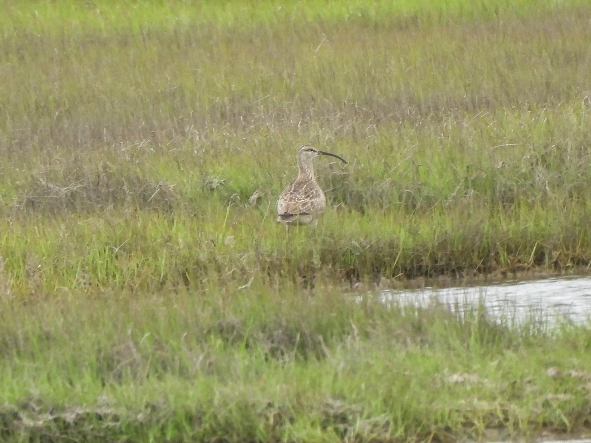 Whimbrel - ML620081892